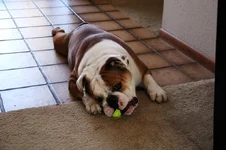 JOEball-sm.webp