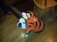 ruby_tigger5.webp