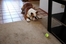 JOEball2-sm.webp