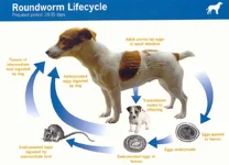 roundworm.webp