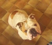 mugsy.jpg mugsy.jpg