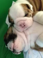Babies March 2014.webp