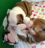 Puppy pile March 2014.webp