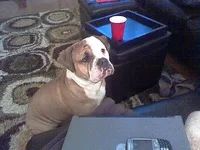 Diesel.webp