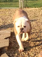 Millie.webp