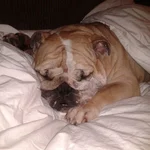 sleepy bear.webp
