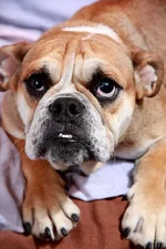 rosie1.webp