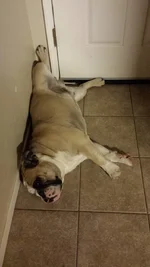 kirby sleeping.webp