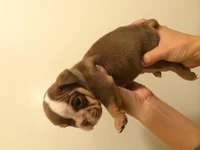 Kira 2 weeks 2.webp Kira 2 weeks 2.webp