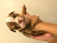 Kira 5 weeks 3.webp Kira 5 weeks 3.webp