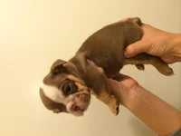 Kira 5 weeks.webp Kira 5 weeks.webp