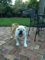 Brewster1.webp