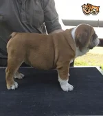 kc-registered-bulldog-puppy-for-sale-53cf707c6e513.webp