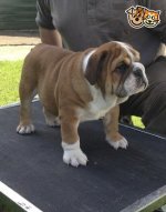 kc-registered-bulldog-puppy-for-sale-53cf70748ced0.jpg