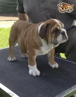 kc-registered-bulldog-puppy-for-sale-53cf70748ced0.webp
