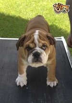 kc-registered-bulldog-puppy-for-sale-53cf707144f48.jpg