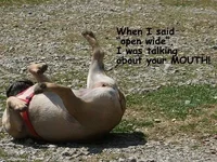 maudeanddonkeys 019.webp