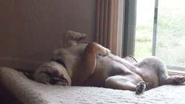 Nappy Nap.webp