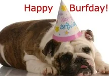 birthday_bulldog2.webp