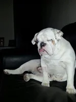 daisy 2.webp