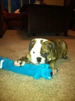beau and blue dog2.webp