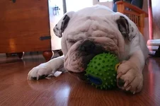 Ball.webp