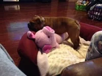Raven and her piggy.webp