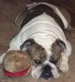 Nigel with his burger toy.webp