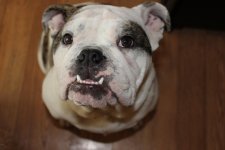 IMG_0498.jpg IMG_0498.jpg