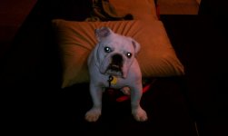 On my Pillow.jpg