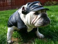 biker-bulldog.jpg