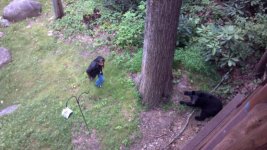 bear1.jpg bear1.jpg