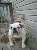 bullies 4.webp