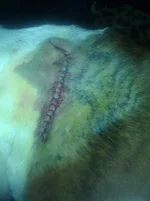 Arnolds sutures.webp