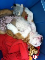 pup1.jpg pup1.jpg