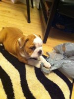 pup2.jpg pup2.jpg