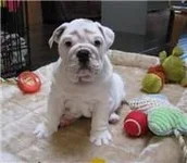 BABYTATE.webp