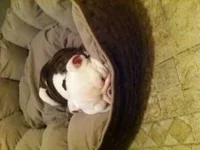 Macy1.webp