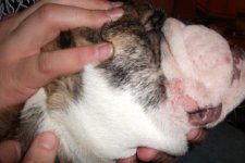 redface.JPG redface.JPG