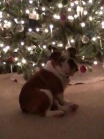 louie by tree.jpg