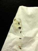 ImageUploadedByTapatalk1328574518.413565.jpg ImageUploadedByTapatalk1328574518.413565.jpg