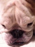 ImageUploadedByTapatalk1328574787.329075.jpg ImageUploadedByTapatalk1328574787.329075.jpg