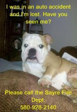 LostBulldog.jpg LostBulldog.jpg