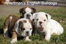 english%20bulldog4[1].jpg