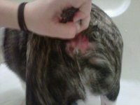 553688_390808974274710_100000368316435_1296210_294019980_n.jpg 553688_390808974274710_100000368316435_1296210_294019980_n.jpg