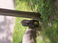 bigbear.webp