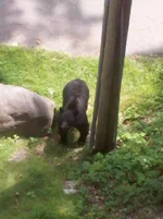 bigbear.webp