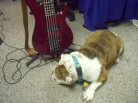 pepbass.webp