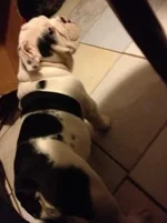 ImageUploadedByTapatalk1322850403.571416.webp
