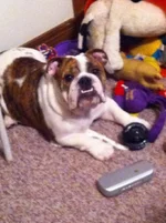 Nigel with toys.webp
